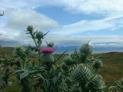 Thistles at Stoer Bay